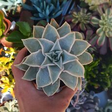 ECHEVERIA MADIBA, image 