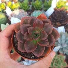 ECHEVERIA MELACO, image 