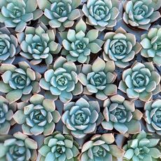 ECHEVERIA MEXICAN GIANT, image _ab__is.image_number.default