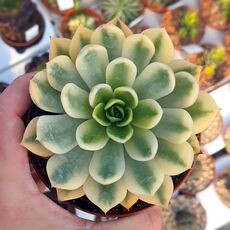 ECHEVERIA MIRA VARIEGATA, image 