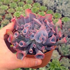 ECHEVERIA PINK TRUMPET, image 