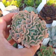 ECHEVERIA PINWHEEL REVOLUTION, image 