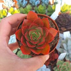 ECHEVERIA SALSA VERDE, image 