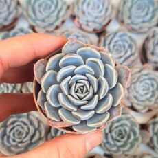 ECHEVERIA SNOW BUNNY, image _ab__is.image_number.default