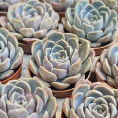 ECHEVERIA SNOW BUNNY, image _ab__is.image_number.default