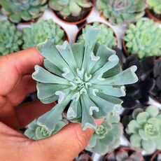 ECHEVERIA TOPSY TURVY, image 