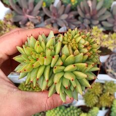 ECHEVERIA AGAVOIDES CRISTATA, image _ab__is.image_number.default