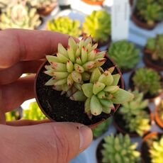 ECHEVERIA AGAVOIDES CRISTATA, image _ab__is.image_number.default