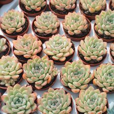 ECHEVERIA APUS, image _ab__is.image_number.default