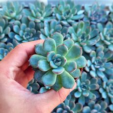 ECHEVERIA APUS, image , 2 image