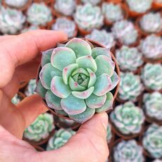 ECHEVERIA CHIHUAHUAENSIS, image 