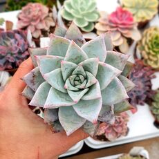 ECHEVERIA COLORATA, image 