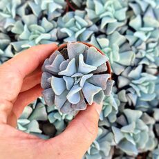 ECHEVERIA CUBIC FROST, image _ab__is.image_number.default