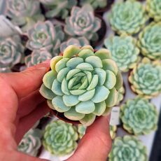 ECHEVERIA ELEGANS, image 