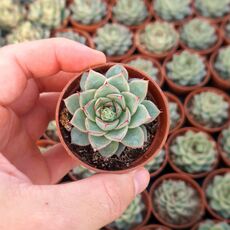ECHEVERIA FABIOLA, image , 5 image