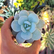 ECHEVERIA LAUI, image 