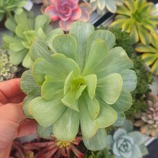 ECHEVERIA MOCHA VARIEGATA, image 