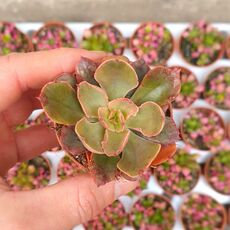 ECHEVERIA PAINTED FRILLS, image 