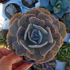 ECHEVERIA POLLUX MARMER, image _ab__is.image_number.default