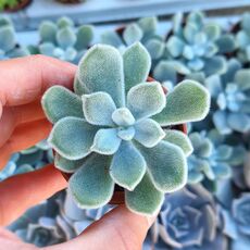 ECHEVERIA PULVINATA FROSTY, image 