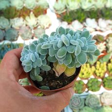 ECHEVERIA PULVINATA FROSTY CRESTATA, image 