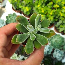 ECHEVERIA PULVINATA, image 