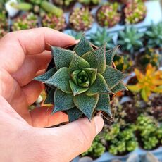 ECHEVERIA PURPUSORUM WHITE FORM, image 