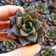 ECHEVERIA PURPUSORUM, image _ab__is.image_number.default