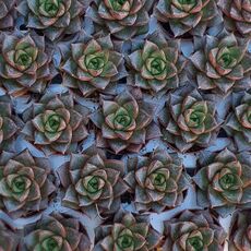 ECHEVERIA PURPUSORUM, image , 5 image