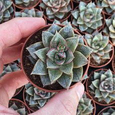 ECHEVERIA PURPUSORUM, image 