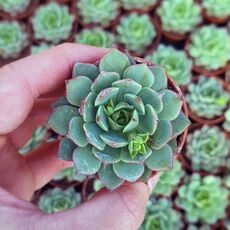 ECHEVERIA RAMILETTE, image , 2 image