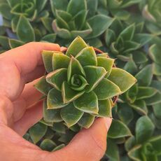 ECHEVERIA AGAVOIDES RUBELLA, image 