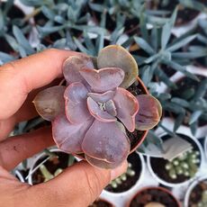 ECHEVERIA SERENA, image 