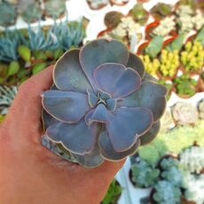 ECHEVERIA SERENA, image 