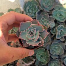 ECHEVERIA SHAVIANA, image 