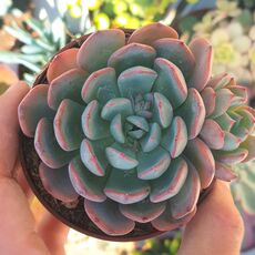 ECHEVERIA SITIFUKUMIAMA, image , 2 image