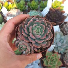 ECHEVERIA SITIFUKUMIAMA, image 