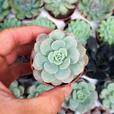 ECHEVERIA SUBCORYMBOSA LAU026, image 