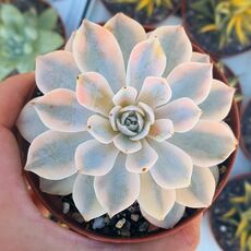 ECHEVERIA SUBSESSILIS VARIEGATA, image _ab__is.image_number.default