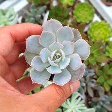 ECHEVERIA SUBSESSILIS, image , 3 image