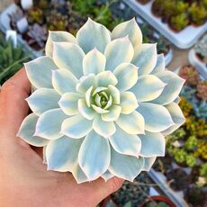 ECHEVERIA SUBSESSILIS VARIEGATA, image 