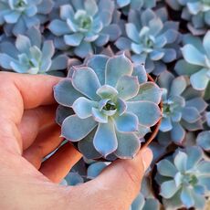 ECHEVERIA SUBSESSILIS, image 