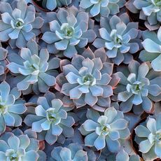 ECHEVERIA SUBSESSILIS, image , 2 image