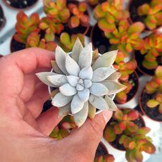 ECHEVERIA TOLIMANENSIS, image _ab__is.image_number.default