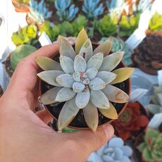 ECHEVERIA TOLIMANENSIS, image , 2 image