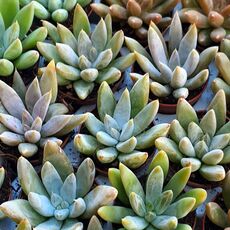 ECHEVERIA TOLIMANENSIS, image , 4 image