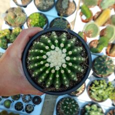 ECHINOCACTUS GRUSONII INERMIS, image 