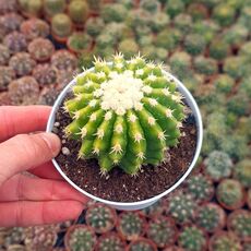 ECHINOCACTUS GRUSONII INERMIS, image 