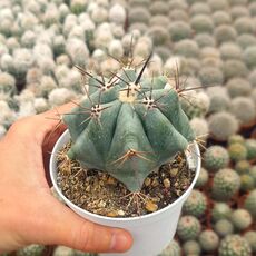 ECHINOCACTUS INGENS, image 