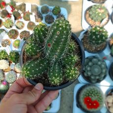 ECHINOCEREUS KLAPPERI, image 